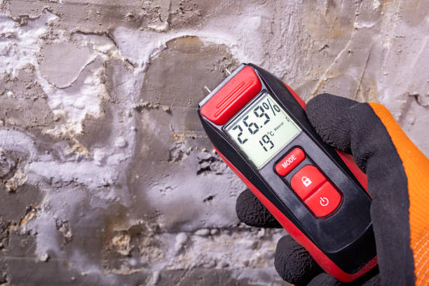 Best Black Mold Removal  in Brazil, IN