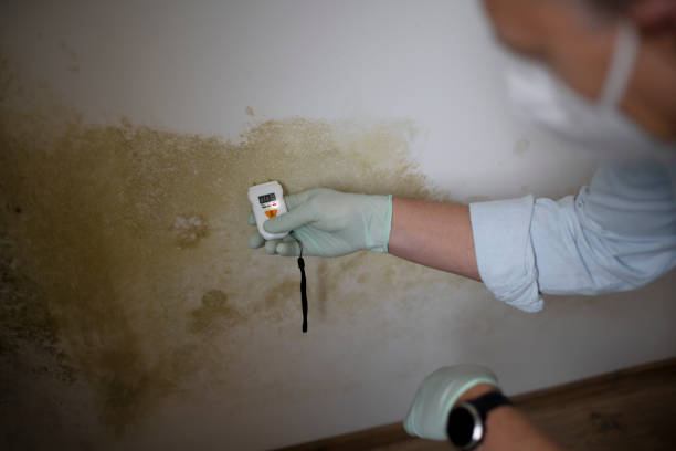 Professional Mold Removal in Brazil, IN